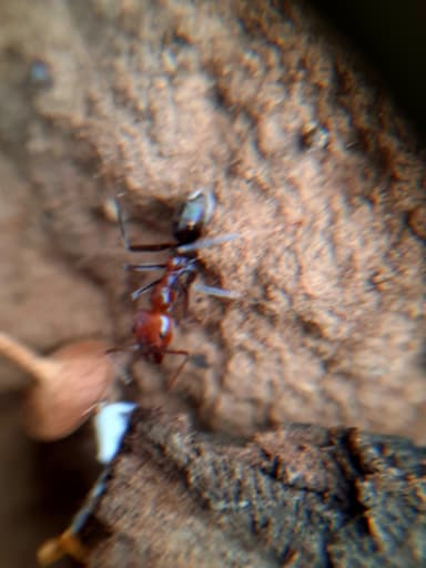 Iridomyrmex purpureus photo 126