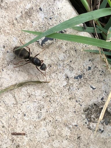 Iridomyrmex purpureus photo 129