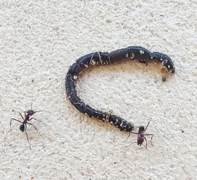 Iridomyrmex purpureus photo 134