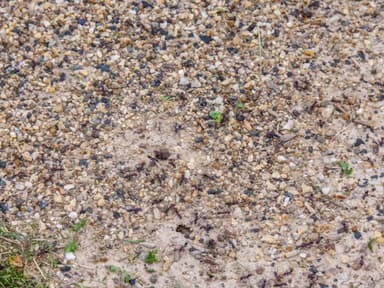 Iridomyrmex purpureus — colony photo 7