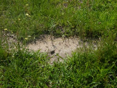 Iridomyrmex purpureus photo 15