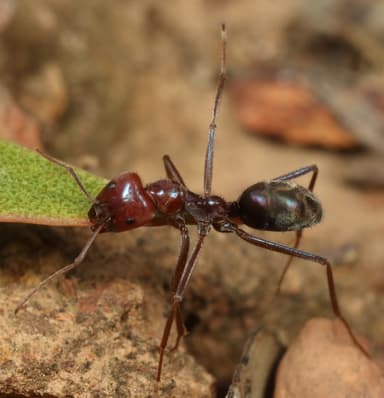 Iridomyrmex purpureus photo 20