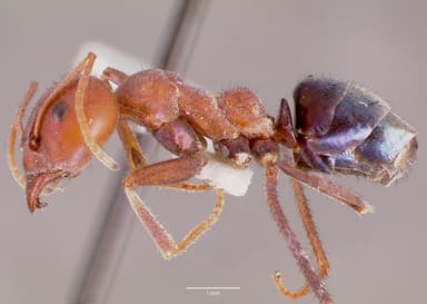Iridomyrmex purpureus — queen photo 24