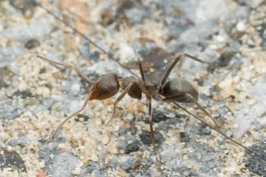 Iridomyrmex suchieri photo 1