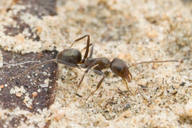 Iridomyrmex suchieri photo 3