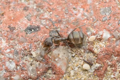 Iridomyrmex suchieri photo 4
