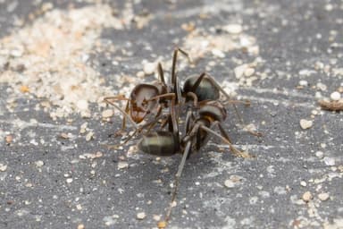 Iridomyrmex suchieri photo 6