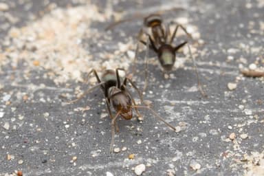Iridomyrmex suchieri photo 7
