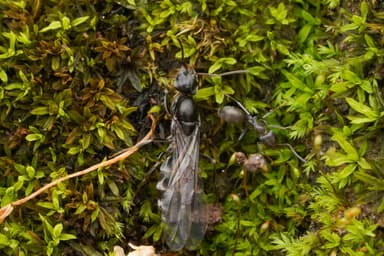 Iridomyrmex suchieri photo 8