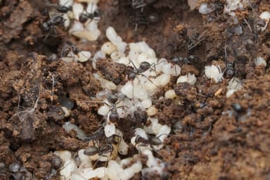 Iridomyrmex suchieri photo 10