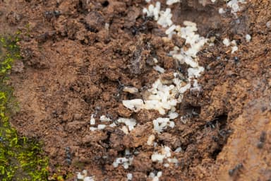 Iridomyrmex suchieri photo 12