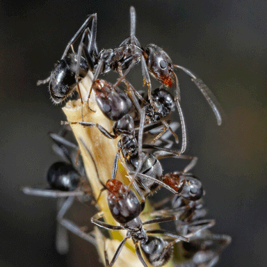 Iridomyrmex suchieri — colony photo 13