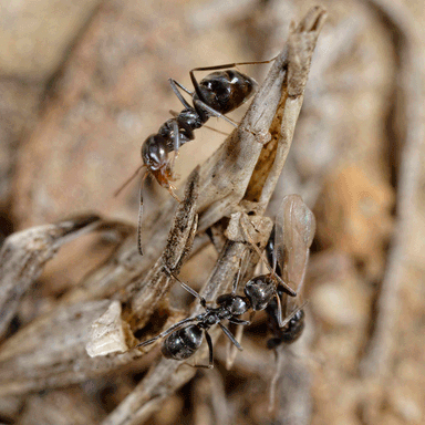 Iridomyrmex suchieri — colony photo 14