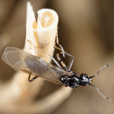 Iridomyrmex suchieri — colony photo 15