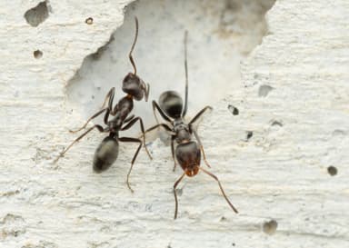 Iridomyrmex suchieri photo 16