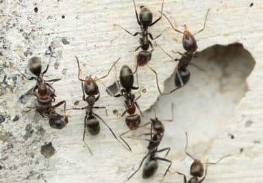 Iridomyrmex suchieri photo 17