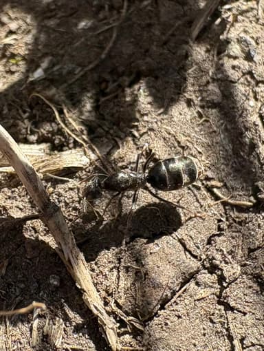 Iridomyrmex suchieri photo 19