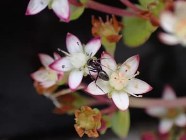 Iridomyrmex suchieri photo 20