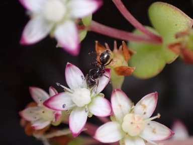 Iridomyrmex suchieri photo 21
