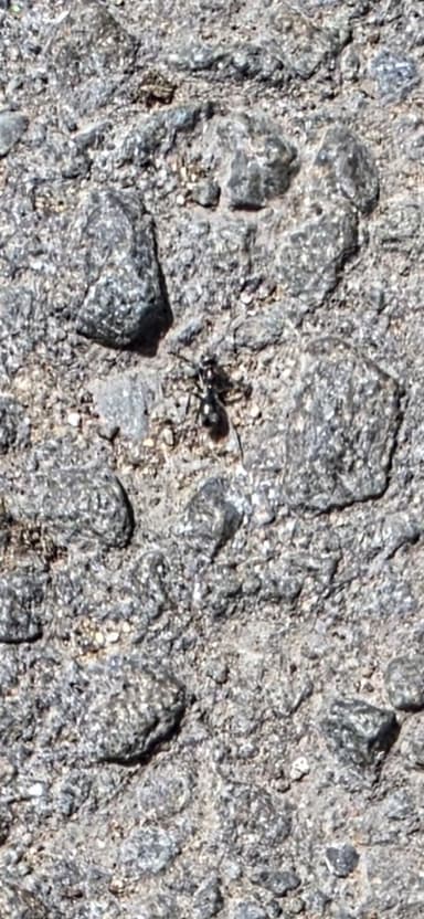 Iridomyrmex suchieri photo 24