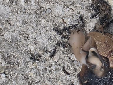 Iridomyrmex suchieri photo 25