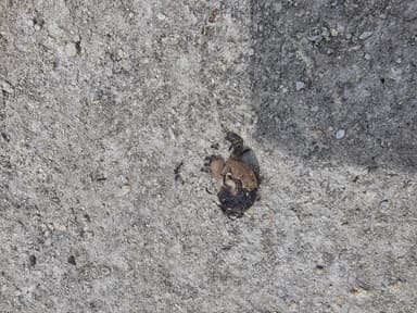 Iridomyrmex suchieri photo 26
