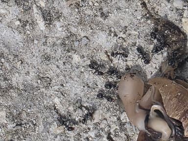 Iridomyrmex suchieri photo 27