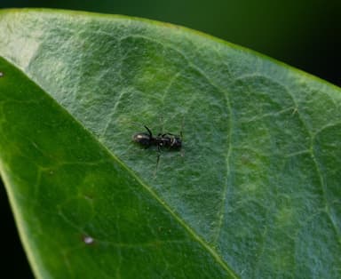 Iridomyrmex suchieri photo 28