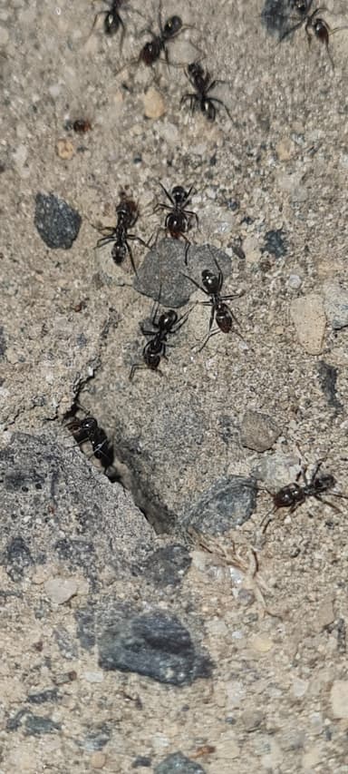 Iridomyrmex suchieri — colony photo 31