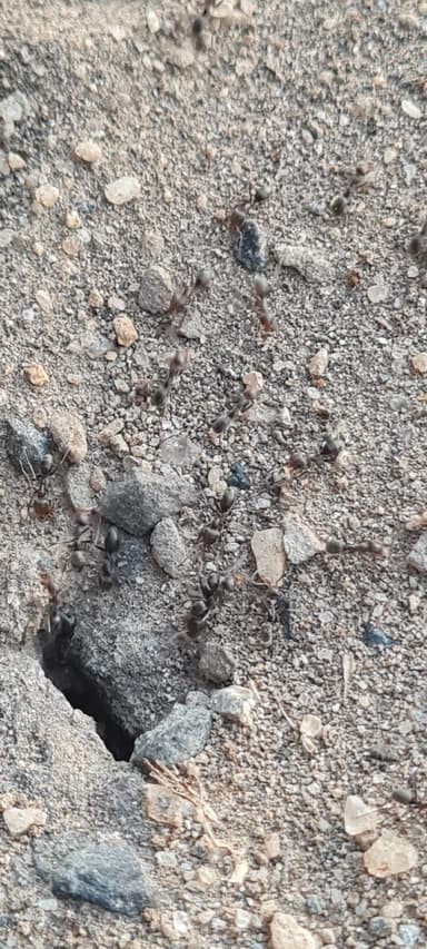 Iridomyrmex suchieri — colony photo 32