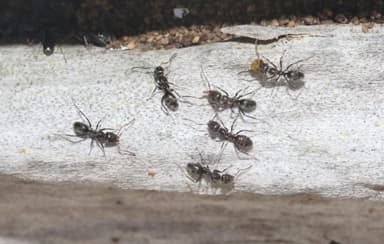Iridomyrmex suchieri photo 35