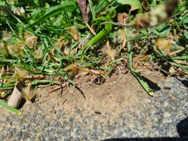 Iridomyrmex suchieri photo 40