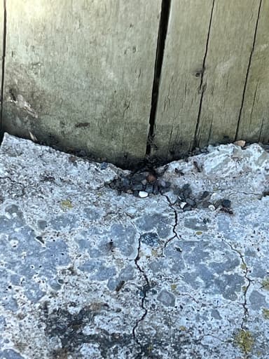 Iridomyrmex suchieri photo 44
