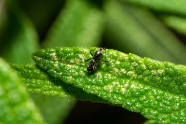 Iridomyrmex suchieri photo 51