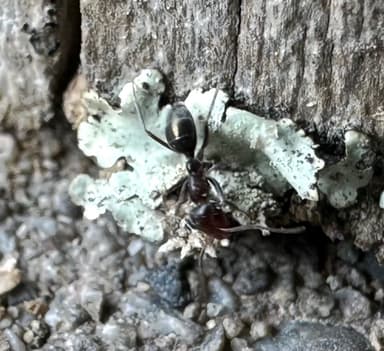 Iridomyrmex suchieri photo 52