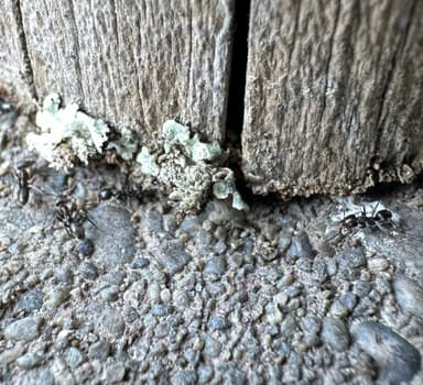 Iridomyrmex suchieri photo 53