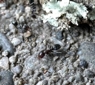 Iridomyrmex suchieri photo 54