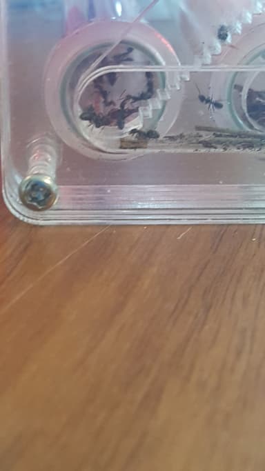 Iridomyrmex suchieri — colony photo 55