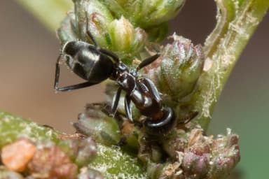 Iridomyrmex suchieri photo 57