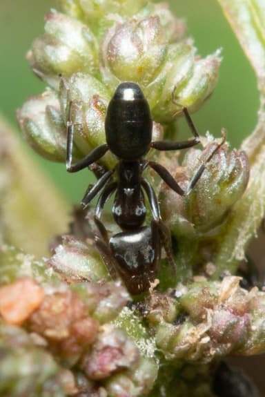 Iridomyrmex suchieri photo 58