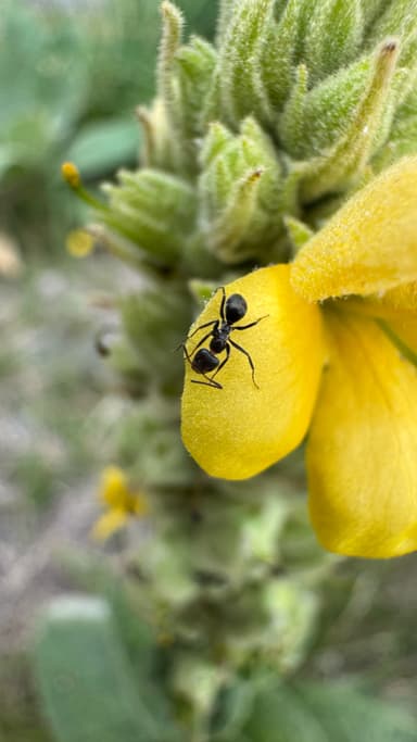 Iridomyrmex suchieri photo 60