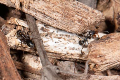 Iridomyrmex suchieri photo 62