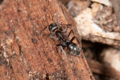Iridomyrmex suchieri photo 63