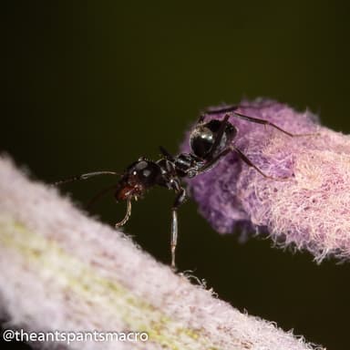 Iridomyrmex suchieri photo 67
