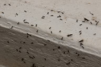 Iridomyrmex suchieri photo 70