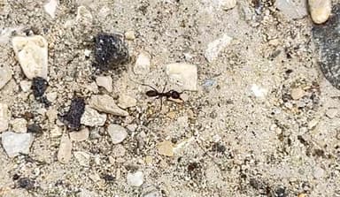 Iridomyrmex suchieri photo 71