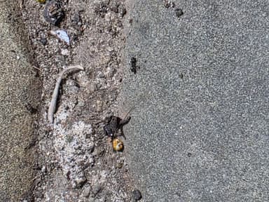 Iridomyrmex suchieri photo 79