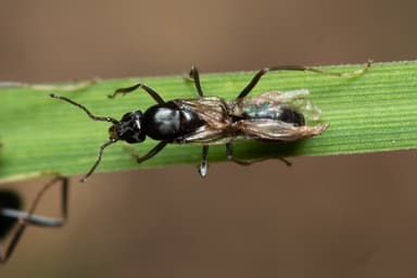 Iridomyrmex suchieri photo 82