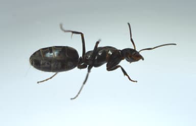 Iridomyrmex suchieri photo 89
