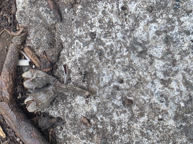 Iridomyrmex suchieri photo 92